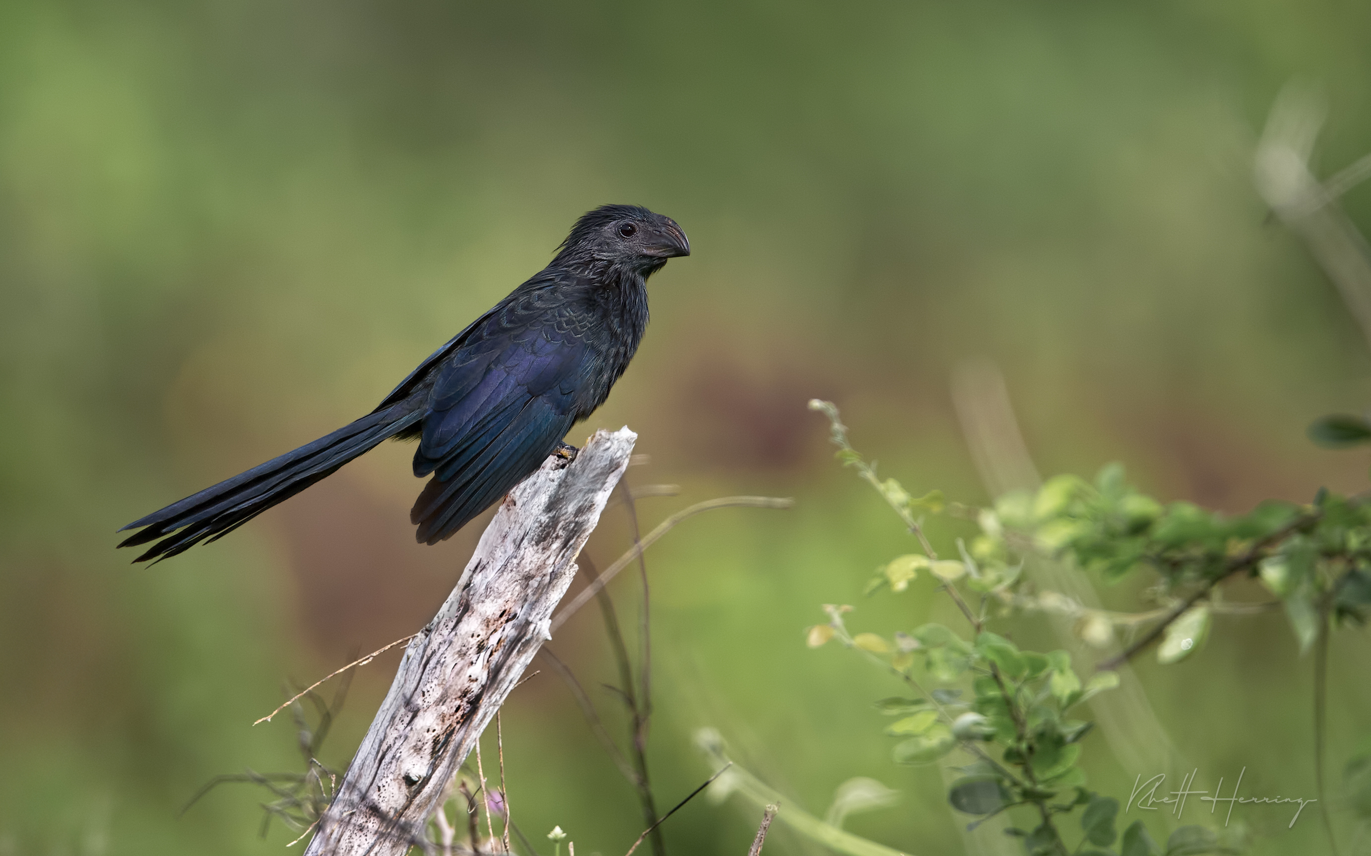 A Groove-billed Ani and the Case for Chasing Strays